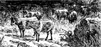 COWS.PCX
