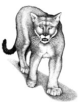 COUGER.PCX