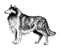 COLLIE.PCX