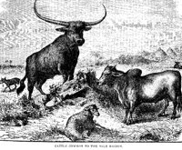 CATTLE.PCX