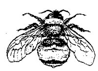 BUMBBEE.PCX