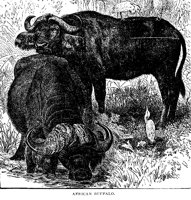 BUFFALO3.PCX