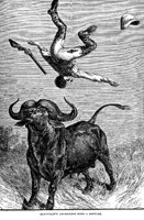 BUFFALO2.PCX