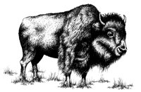 BUFFALO.PCX