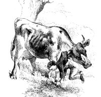 BOYCOW.PCX