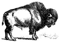 BISON.PCX