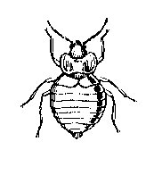BEDBUG.PCX
