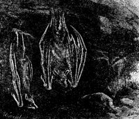 BATS.PCX