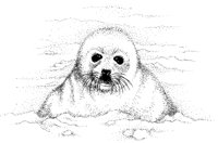 BABYSEAL.PCX