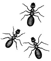ANTS.PCX