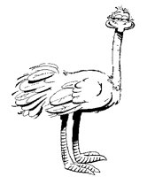 OSTRICH2.PCX
