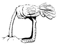 OSTRICH1.PCX