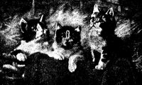 3CATS.PCX