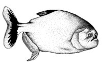 PIRANHA.PCX