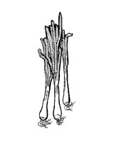 SCALLION.PCX