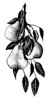 PEARS.PCX