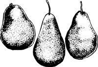 PEAR1.PCX