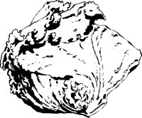 LETTUCE2.PCX