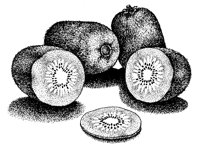 KIWI.PCX