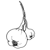 GARLIC01.PCX