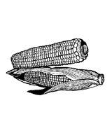 CORN_COB.PCX