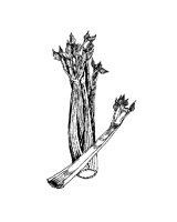 CELERY.PCX