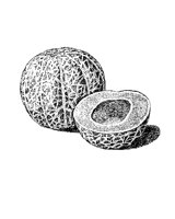 CANTALOP.PCX