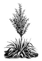 YUCCA7.PCX