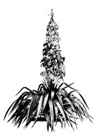 YUCCA6.PCX