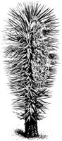 YUCCA5.PCX