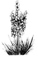 YUCCA4.PCX
