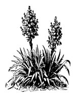 YUCCA3.PCX