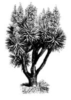YUCCA2.PCX