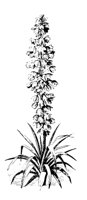 YUCCA1.PCX