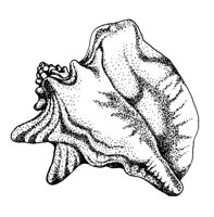 SHELL2.PCX