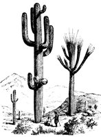 SAGUARO.PCX