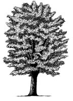 MAPLE.PCX