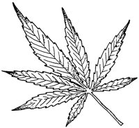 GANJA.PCX