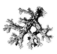 FUNGUS06.PCX