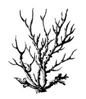 FUNGUS05.PCX