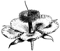 FLOWER25.PCX