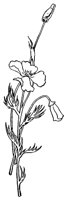 FLOWER19.PCX
