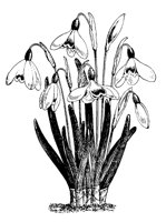 FLOWER16.PCX