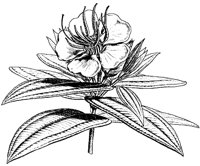 FLOWER14.PCX