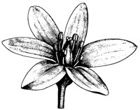 FLOWER13.PCX