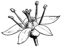 FLOWER12.PCX