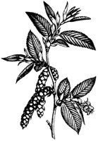 FLOWER11.PCX