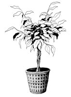 FICUS.PCX