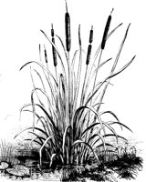 CATTAIL.PCX