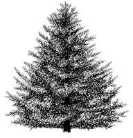 BLSM_FIR.PCX